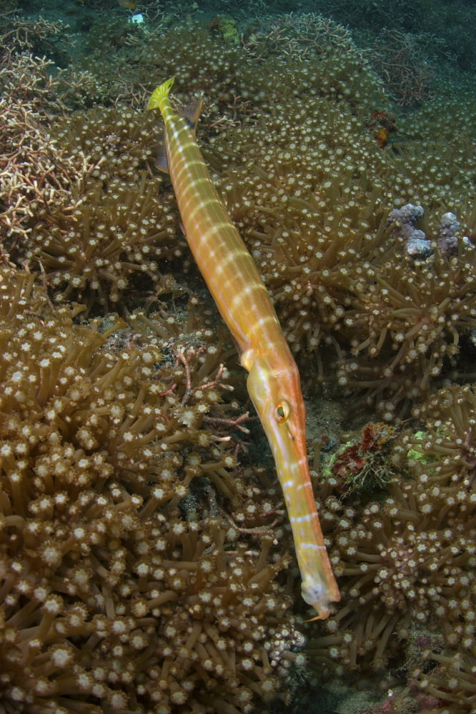 Trumpet fish Lembeh Strait Bitung Sulawesi Indonesia Canvas Art - Mathieu MeurStocktrek Images (23 x 34)