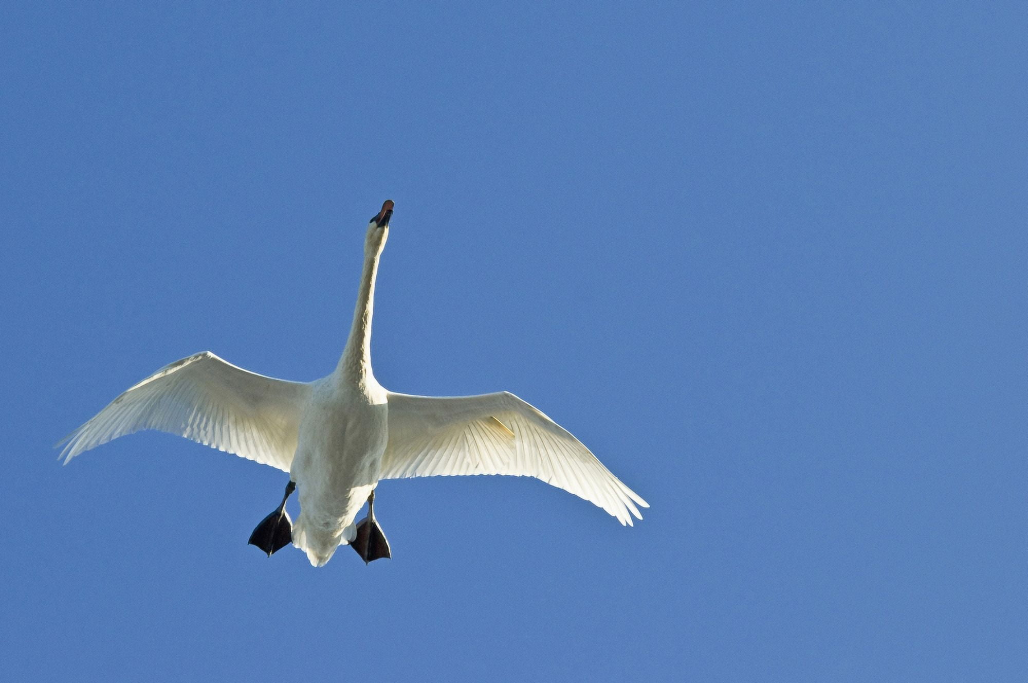Trumpeter Swan In Flight Over Westchester Lagoon Anchorage Southcentral Alaska Fall Canvas Art - Cathy Hart Design Pics (38 x 24)