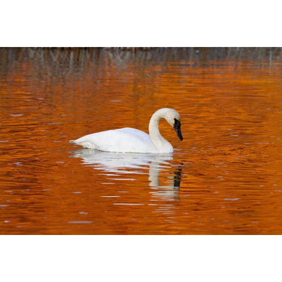 Trumpeter Swan In The Sunset Lit Water Of Potter Marsh Anchorage Southcentral Alaska Autumn Canvas Art - Doug Lindstrand Design Pics (17 x 11)