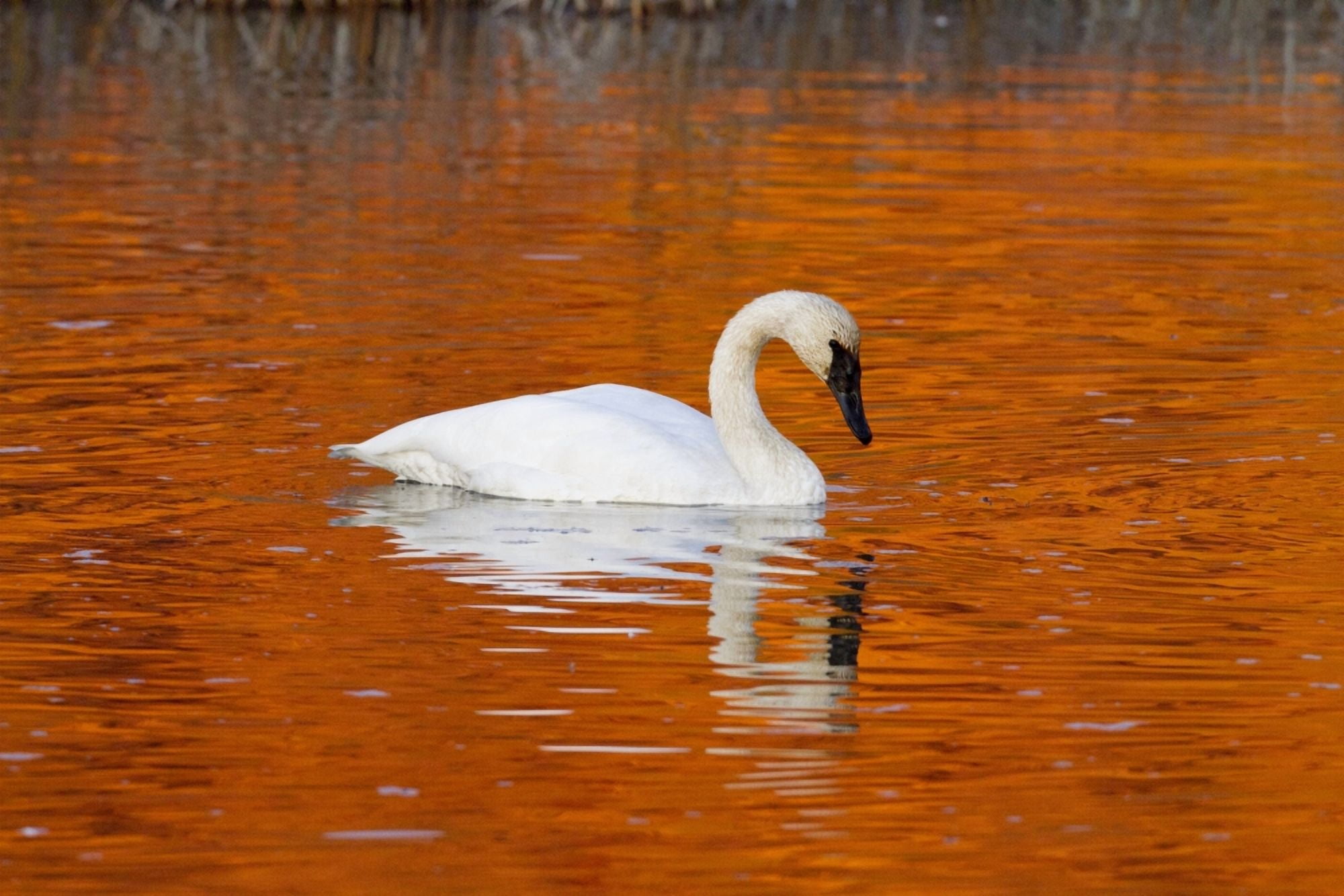 Trumpeter Swan In The Sunset Lit Water Of Potter Marsh Anchorage Southcentral Alaska Autumn Canvas Art - Doug Lindstrand Design Pics (34 x 22)