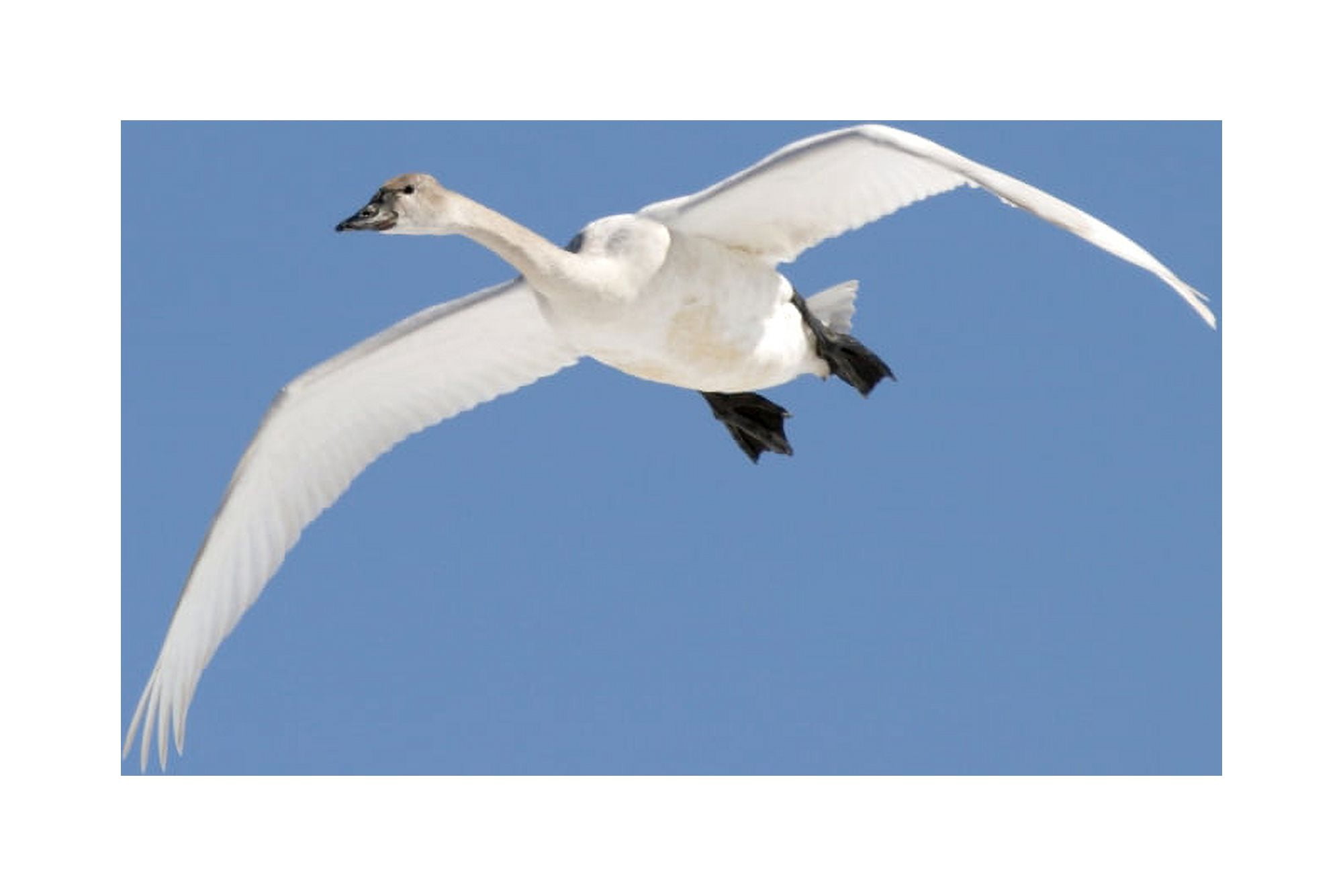 Trumpeter Swan Lake Ontario Ontario Canvas Art - Doug Hamilton Design Pics (18 x 12)