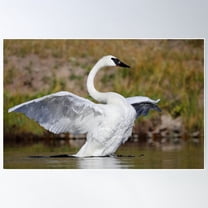 Trumpeter Swan Poster Wall Art, Modern Wall Decor For Living Room Bedroom, 8x12 UNFRAMED