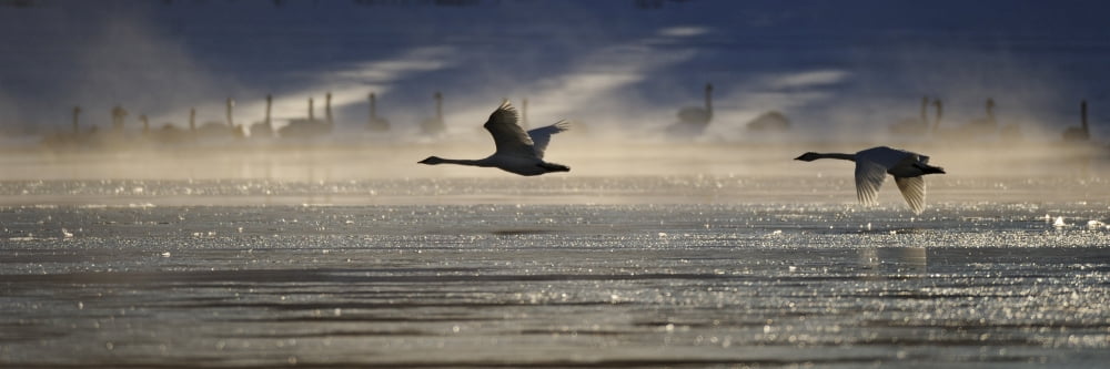 Trumpeter Swan Silhouetted In Flight Near Swan Haven Yukon Territory Canvas Art - Peter Mather  Design Pics (36 x 12)