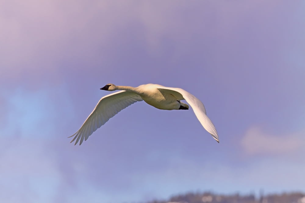 Trumpeter Swan Tagish Yukon Canvas Art - Robert Postma Design Pics (17 x 11)