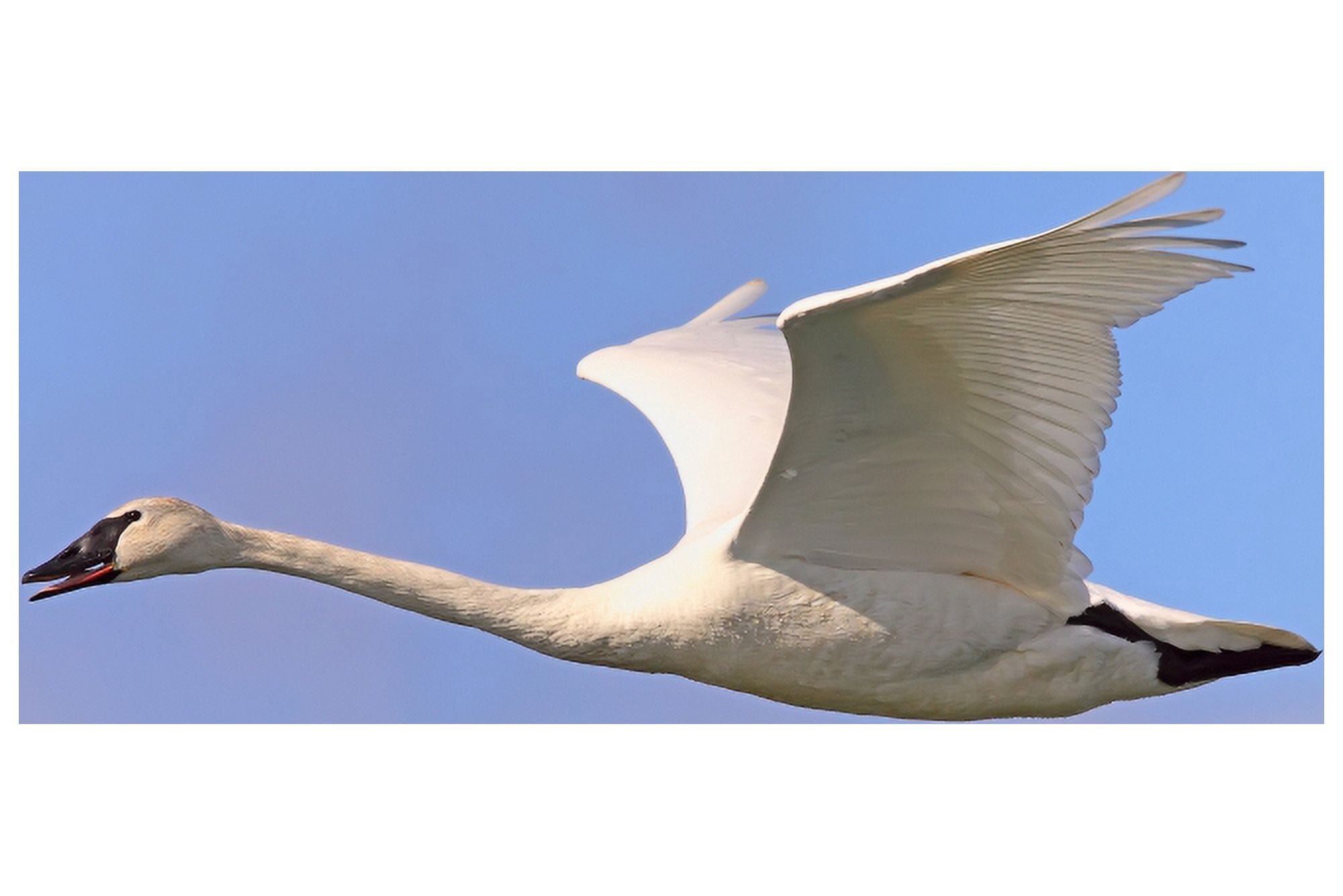 Trumpeter Swan Tagish Yukon Canvas Art - Robert Postma Design Pics (17 x 11)