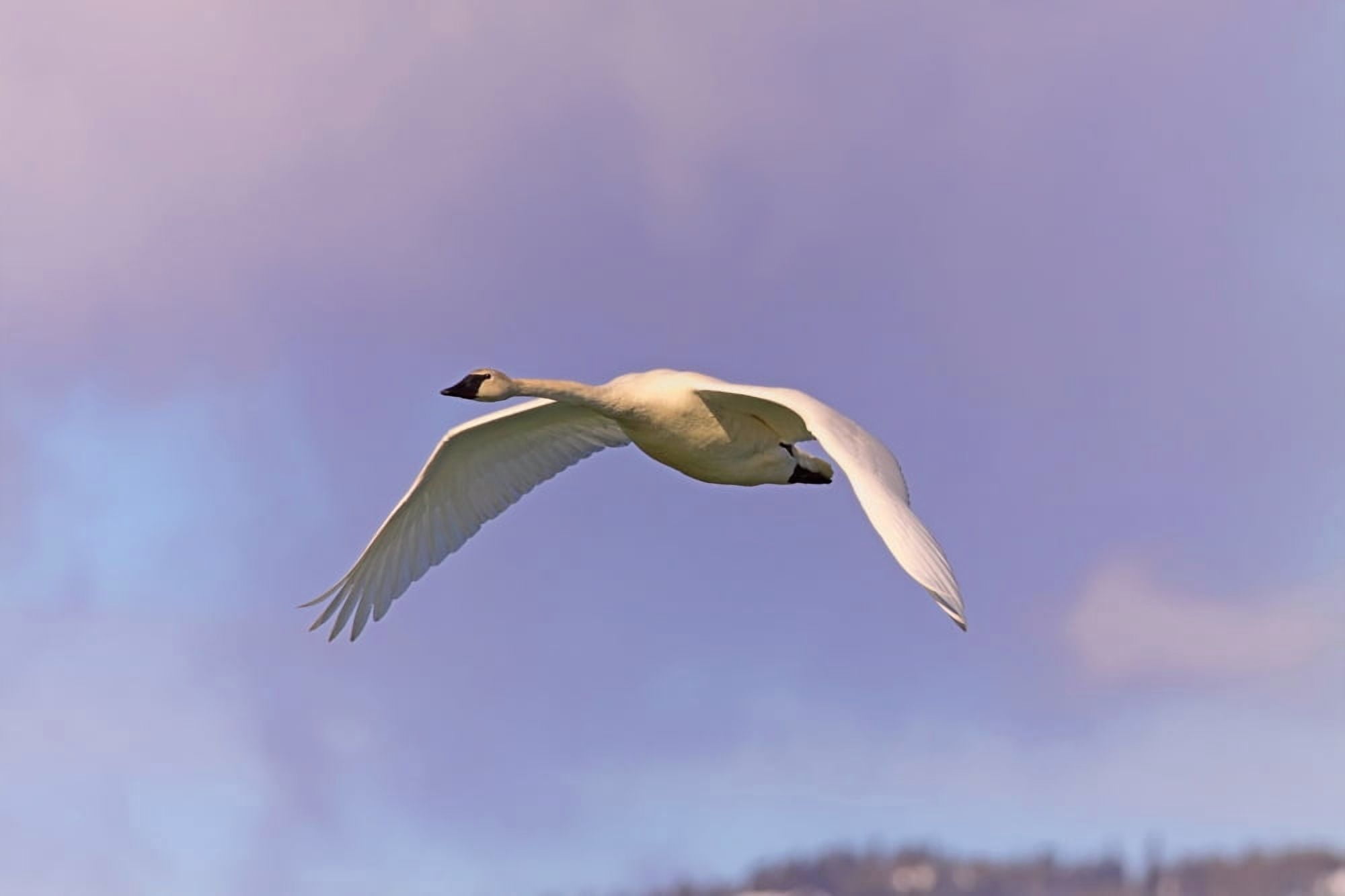 Trumpeter Swan Tagish Yukon Canvas Art - Robert Postma Design Pics (34 x 22)