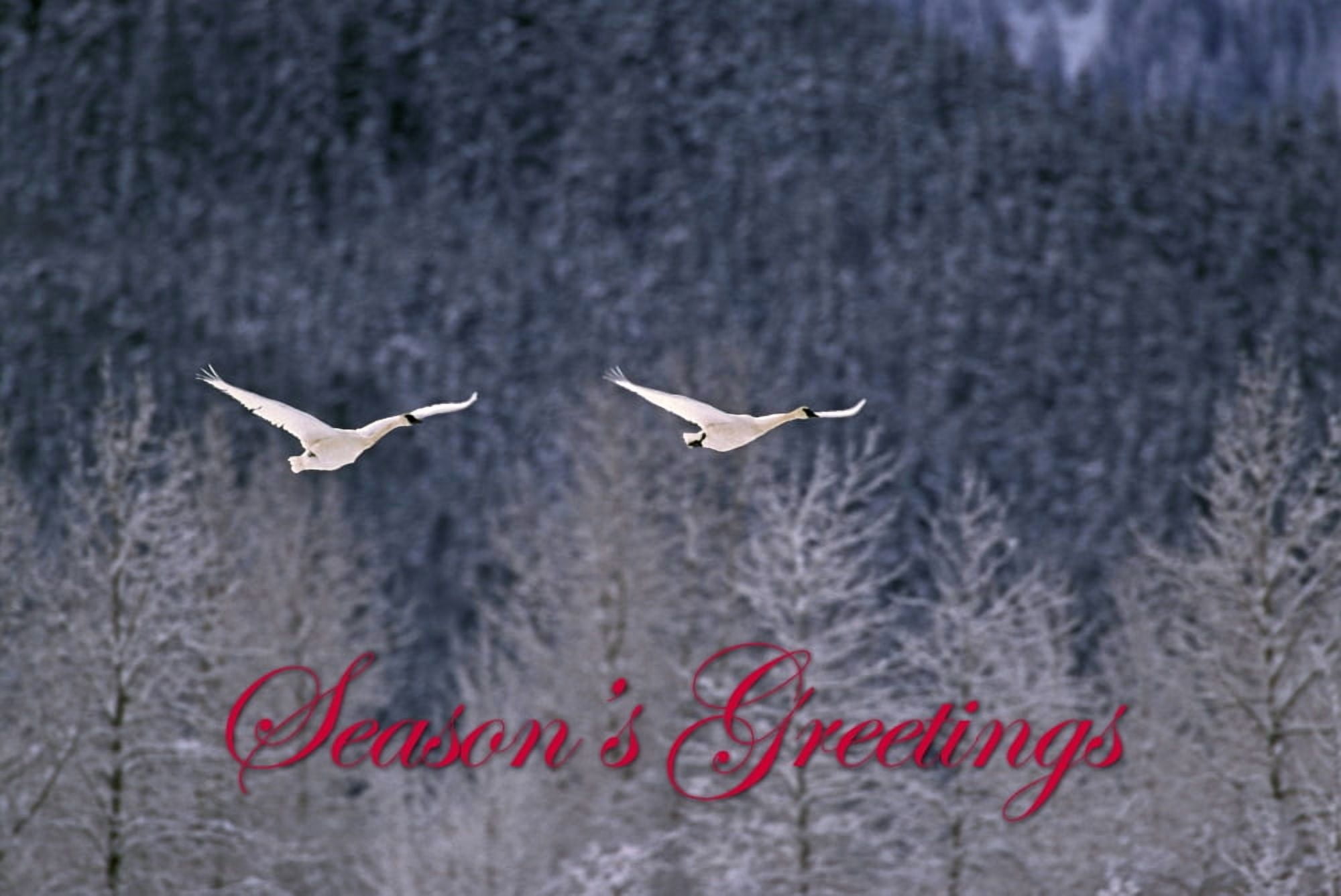 Trumpeter Swans (Cygnus buccinator) Southeast Alaska Canvas Art - Thomas Mangelsen Danita Delimont (17 x 11)