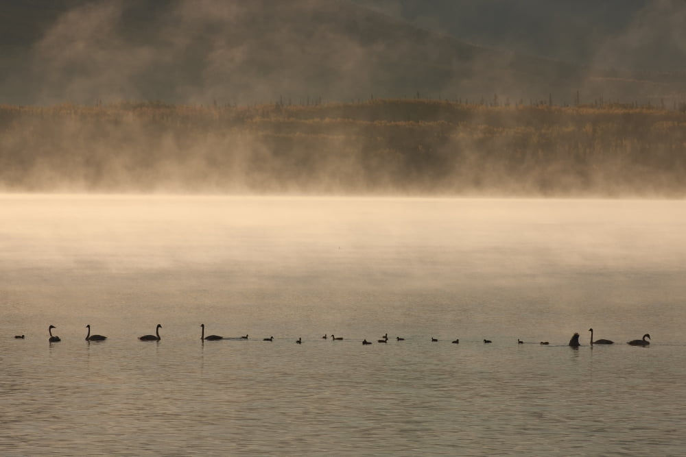 Trumpeter Swans Feed On A Misty Morning At Dezadesh Lake Near The Alaska Highway Yukon Territory Canada Autumn Canvas Art - John Hyde Design Pics (18 x 12)