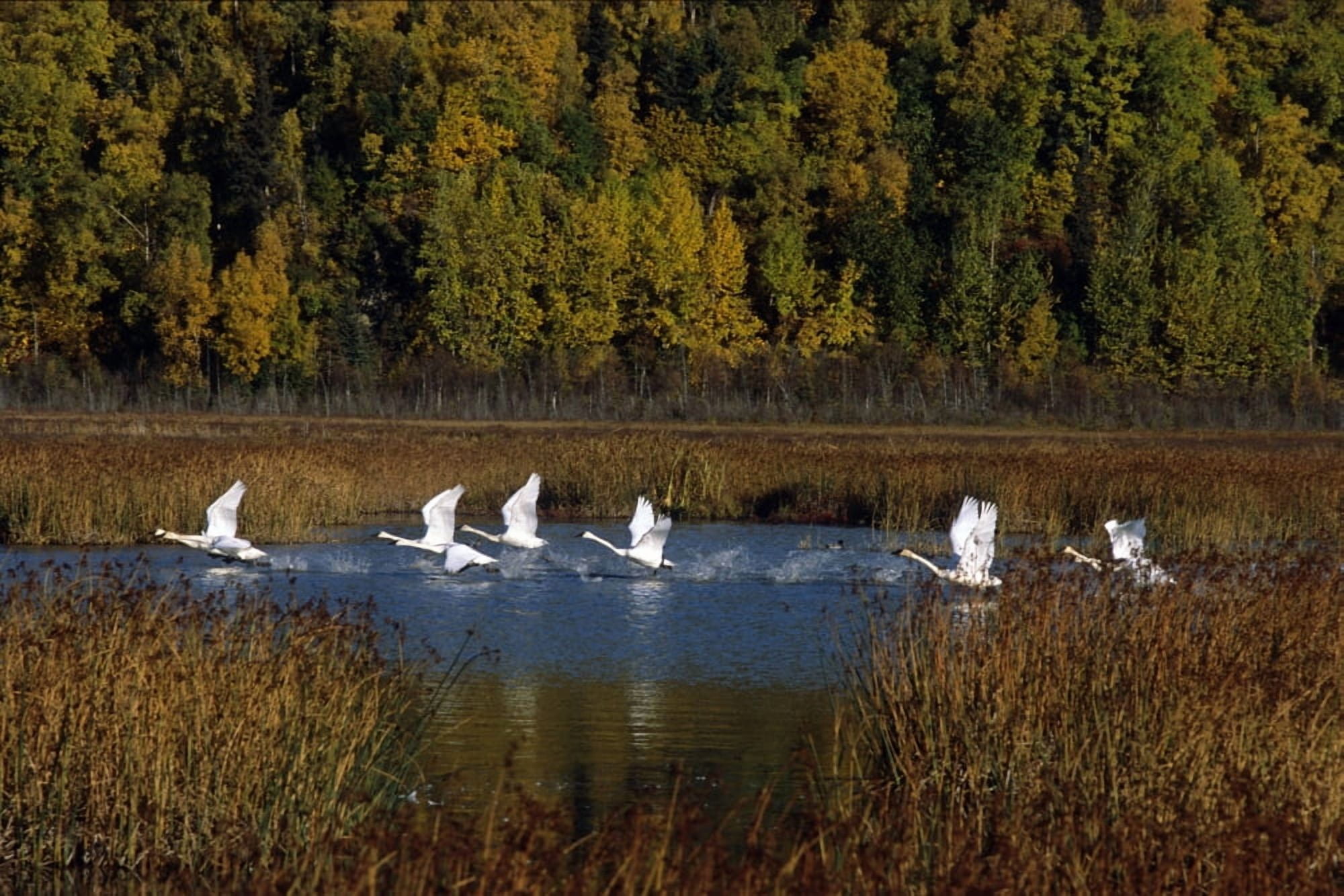 Trumpeter Swans In Flight Over Potter Marsh In Southcentral Alaska During Fall Canvas Art - Doug Lindstrand Design Pics (17 x 11)