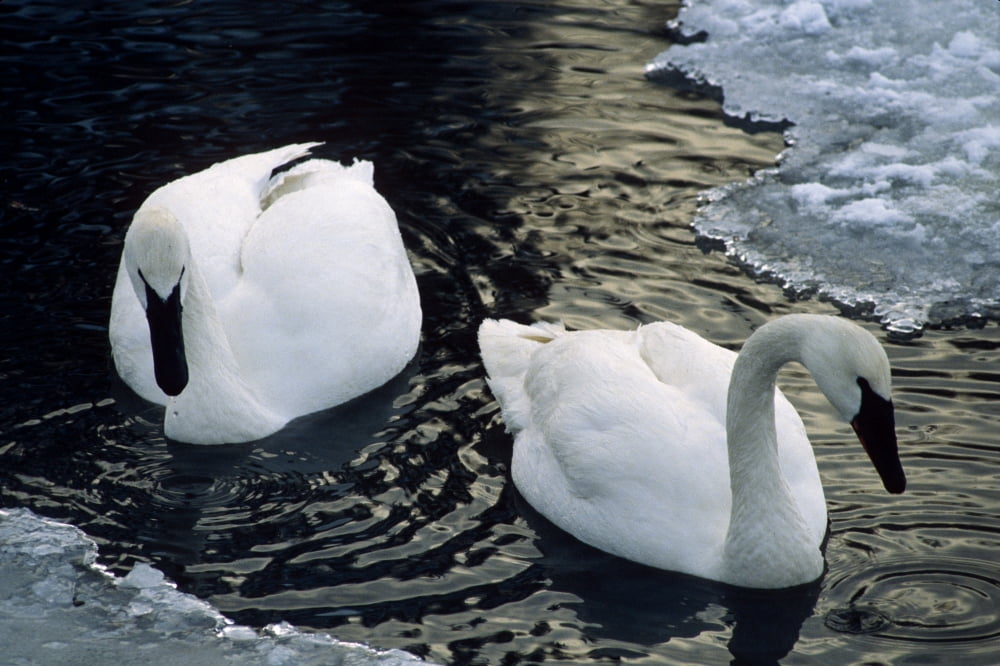 Trumpeter Swans Swim In Ice Covered Pond Alaska Canvas Art - John Warden Design Pics (17 x 11)