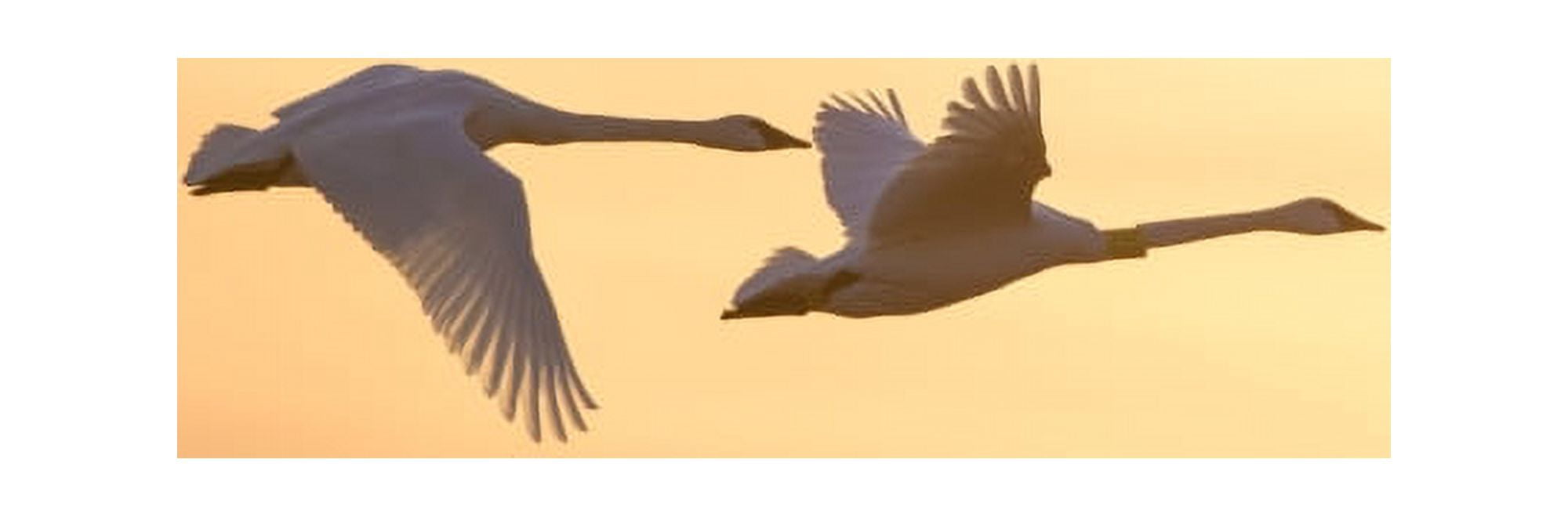 Trumpeter Swans in flight at sunset Riverlands Migratory Bird Sanctuary West Alton St Charles County Missouri USA Canvas Art - Panoramic Images (12 x 36)