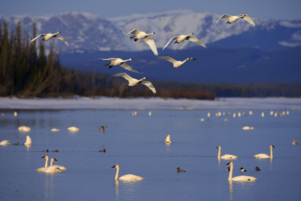 Trumpeter & Tundra Swans Rest Marsh Lake On Spring Migration North Through Yukon Territory Canada Composite Canvas Art - John Hyde Design Pics (17 x 11)