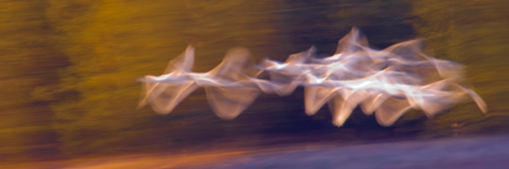 Trumpeter swans (Cygnus buccinator) in flight Grand Teton National Park Wyoming USA Canvas Art - Panoramic Images (6 x 18)