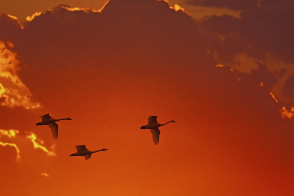 Trumpeter swans (cygnus buccinator) flying at sunsetAlaska united states of america Canvas Art - Mark Newman Design Pics (19 x 12)