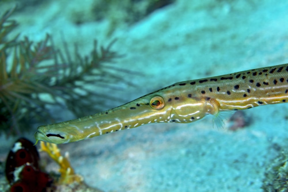 Trumpetfish (Aulostomus maculatus) close-up of head Canvas Art - Michael WoodStocktrek Images (35 x 23)