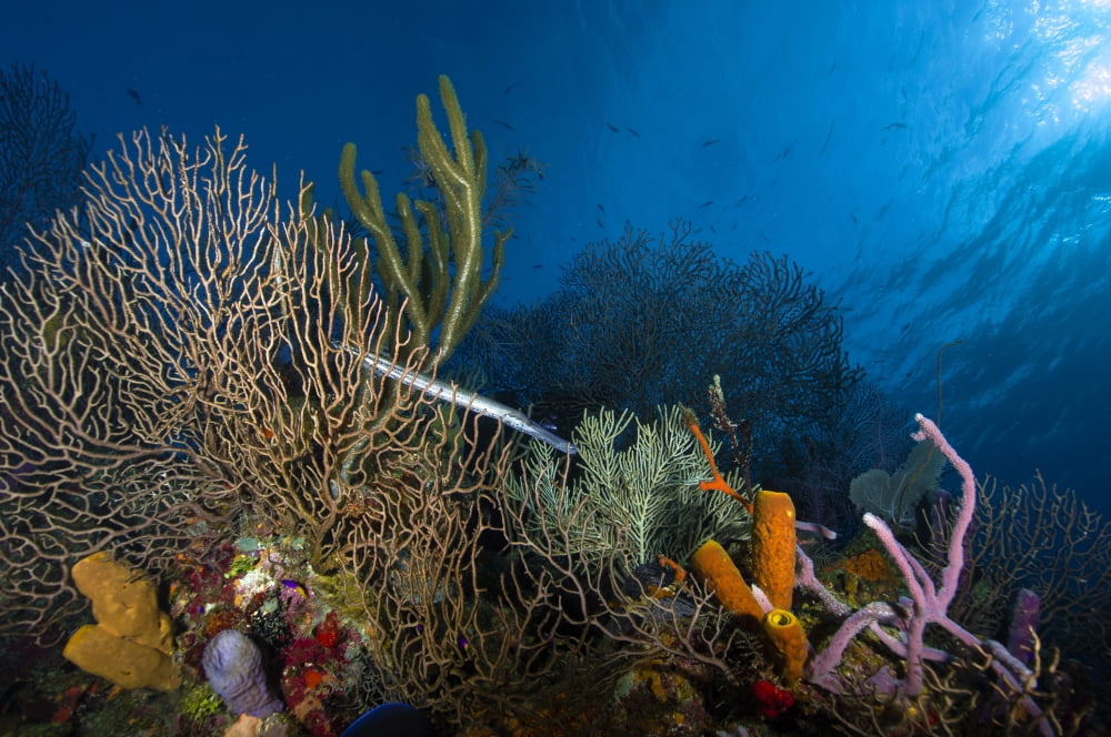 Trumpetfish Belize Canvas Art - Todd WinnerStocktrek Images (18 x 12)