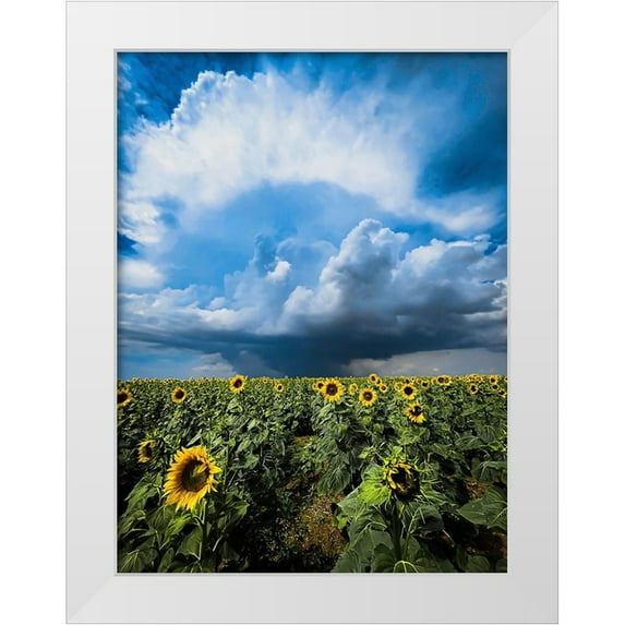 Trush, Sergey 19x24 White Modern Wood Framed Museum Art Print Titled - Sunflower storm