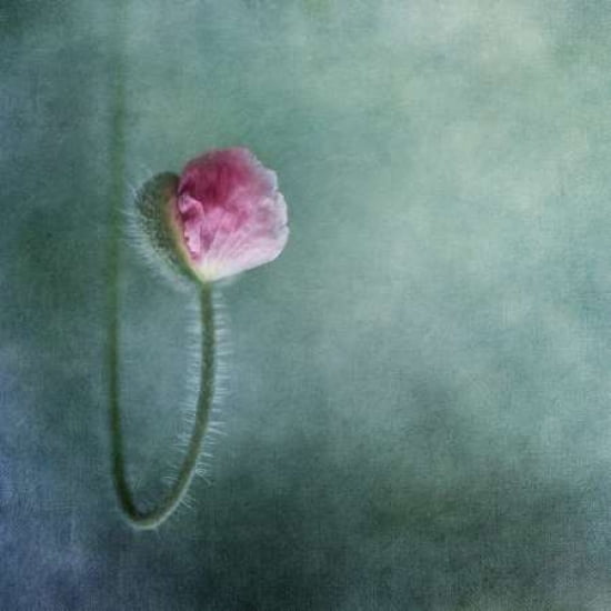 Trust Canvas Art - Priska Wettstein (24 x 24)