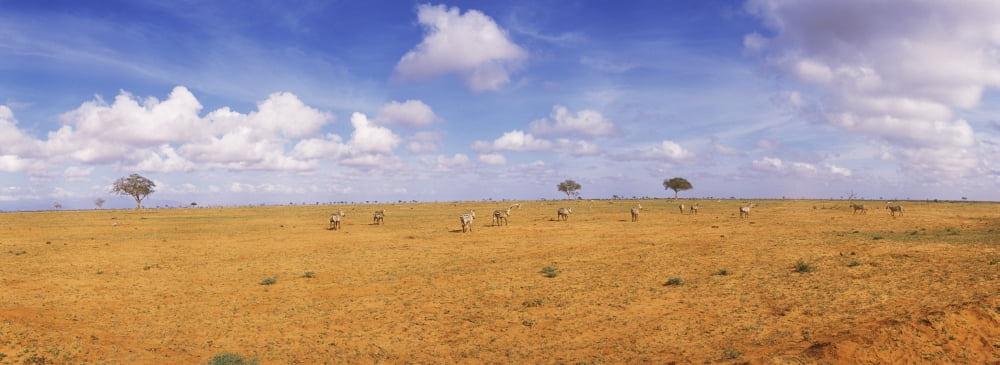 Tsavo East National Park Kenya Canvas Art - Panoramic Images (36 x 12)