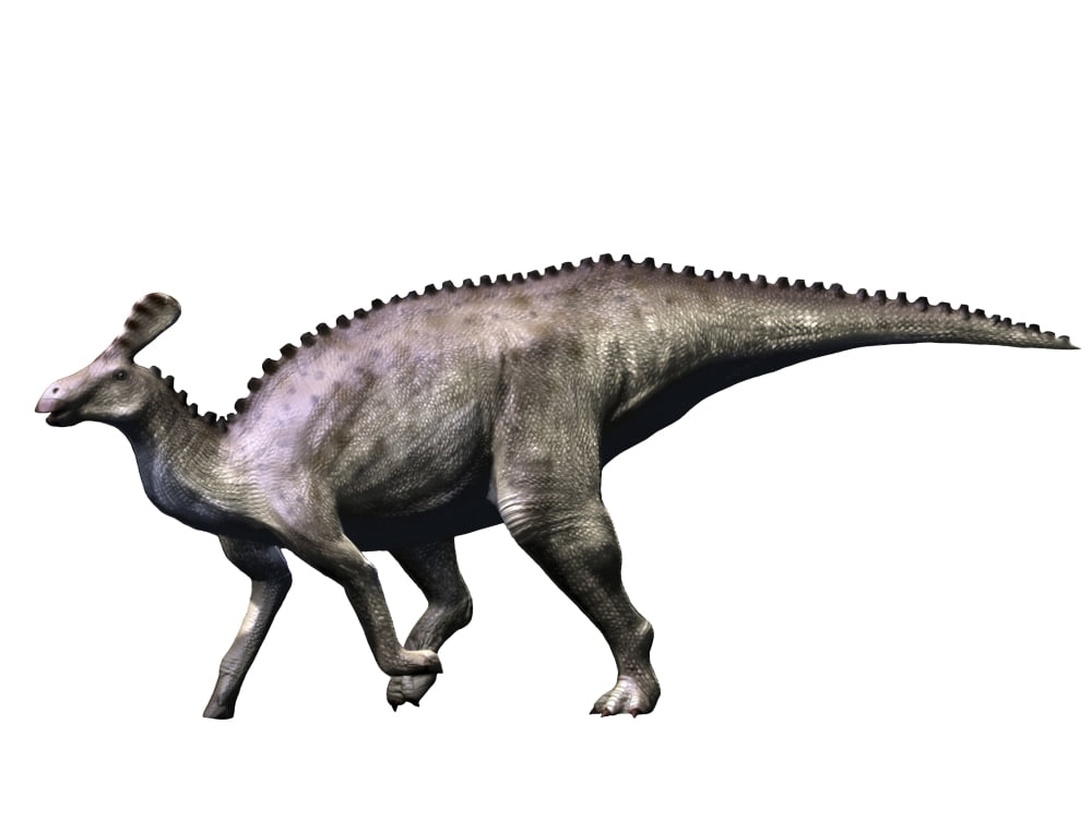 Tsintaosaurus dinosaur Canvas Art - Nobumichi TamuraStocktrek Images (17 x 13)