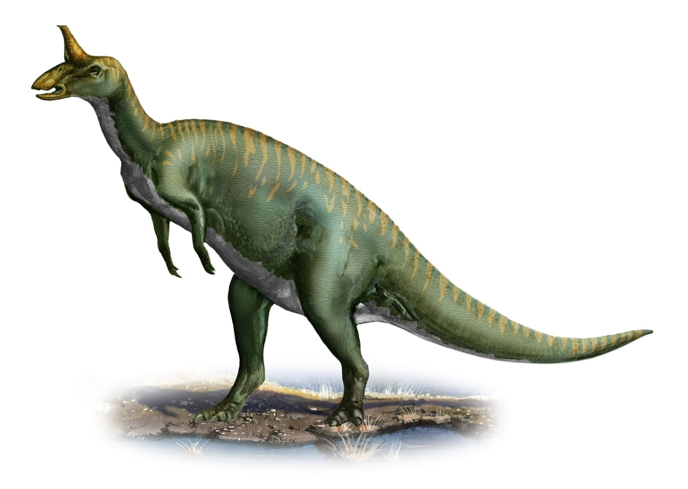 Tsintaosaurus spinorhinus a prehistoric era dinosaur Canvas Art - Sergey KrasovskiyStocktrek Images (17 x 12)