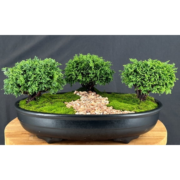 Tsukomo Cypress Bonsai Tree  3-Tree Outdoor Evergreen Forest Group, 56 Years Old, 7" Tall