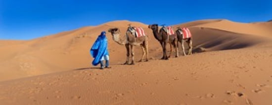 Tuareg man leading camel train in desert Erg Chebbi Dunes Sahara Desert Morocco Canvas Art - Panoramic Images (30 x 12)
