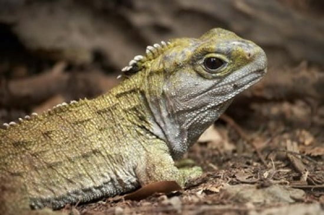 Tuatara lizard Pukaha Mount Bruce Wildlife New Zealand Canvas Art - David Wall  DanitaDelimont (24 x 15)
