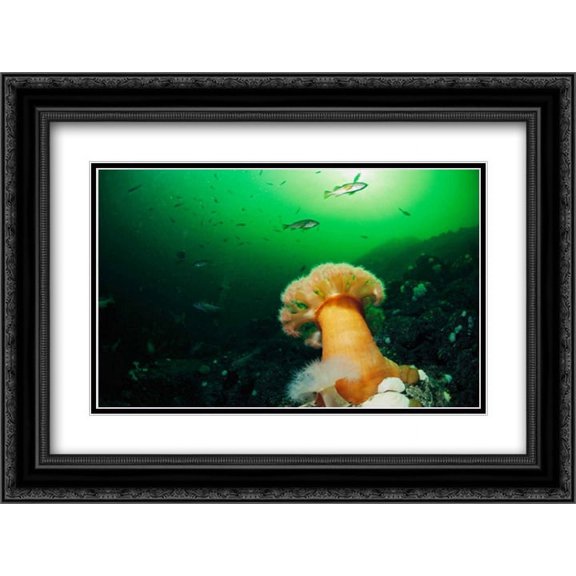 Tube-dwelling Anemone, Clayoquot Sound, Vancouver Island, Canada 2x Matted 24x18 Black Ornate Framed Art Print by Nicklin, Flip