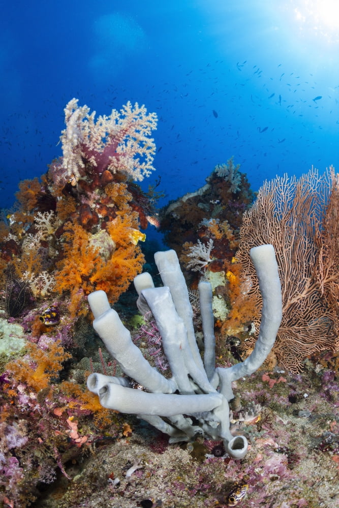 Tube sponge on coral reef in Raja Ampat Indonesia Canvas Art - Todd WinnerStocktrek Images (12 x 18)