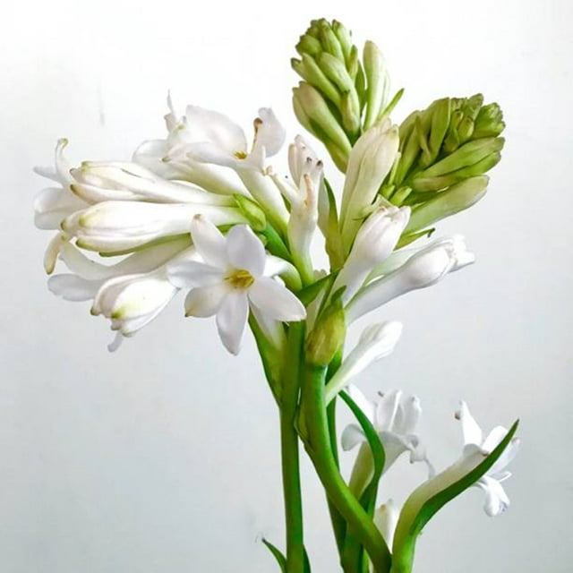 Tuberose Bulb, Perennial, Garden, Four Seasons Flowers ,Tuberose