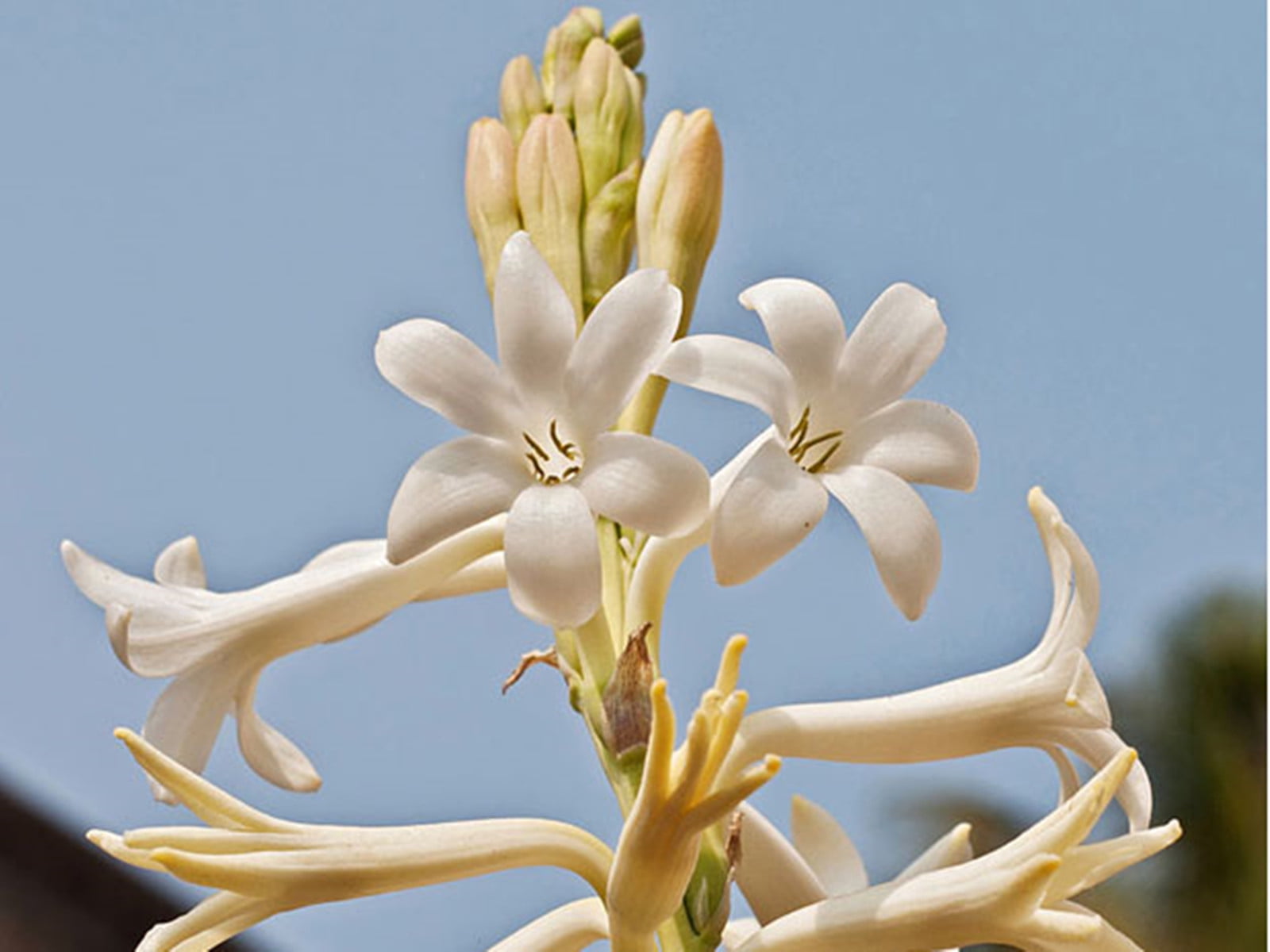 Tuberose Bulb, Perennial, Garden, Tuberose,Tuberose Flower Intoxicating