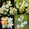 Tuberose Bulbs A Fragrant Perennial Flower Tuberose Makes A Showy Cut