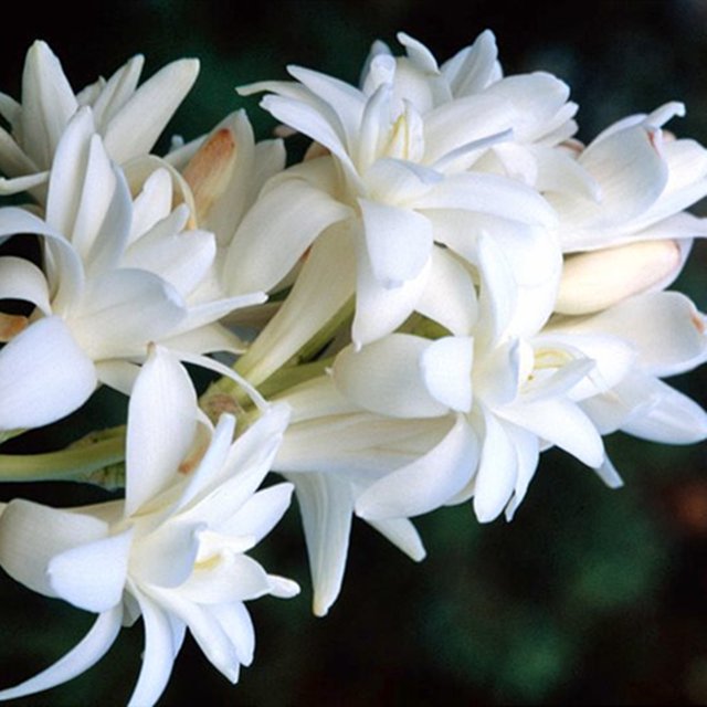 Tuberose Bulbs, Tuberose Bulbs For Planting, Enhance The Aesthetics Of