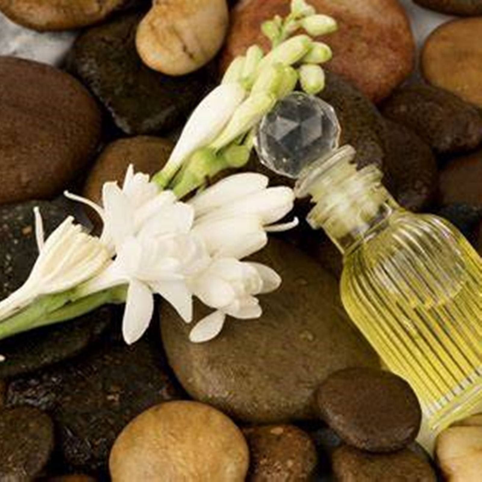 Tuberose Bulbs, Tuberose Bulbs For Planting, Enhance The Aesthetics Of