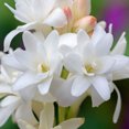 Tuberose Bulbs, Tuberose Bulbs For Planting, Long Blooming Period, Easy