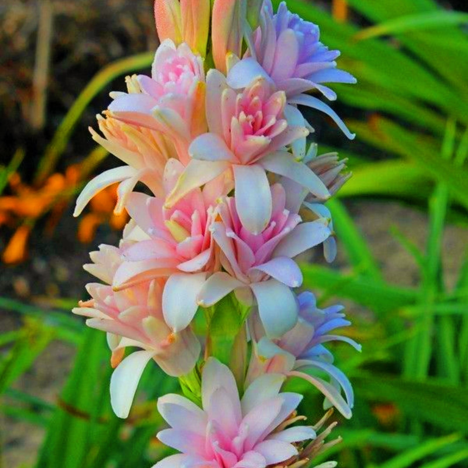 Tuberose Bulbs For Planting Tuberose Bulbs Tuberose Flower Plant