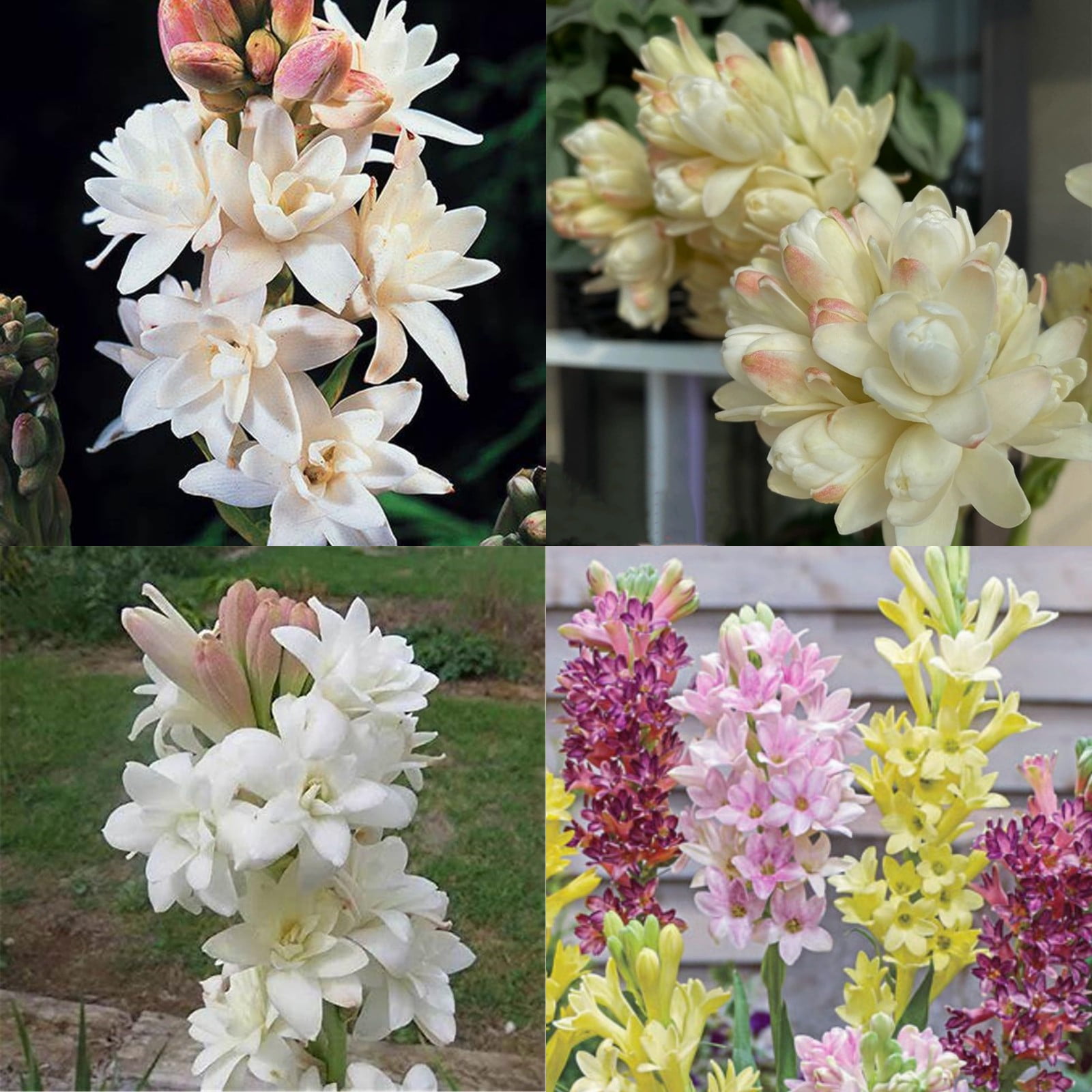 Tuberose Bulbs For Sale,Professional Planting,Tuberose Flower Plant For