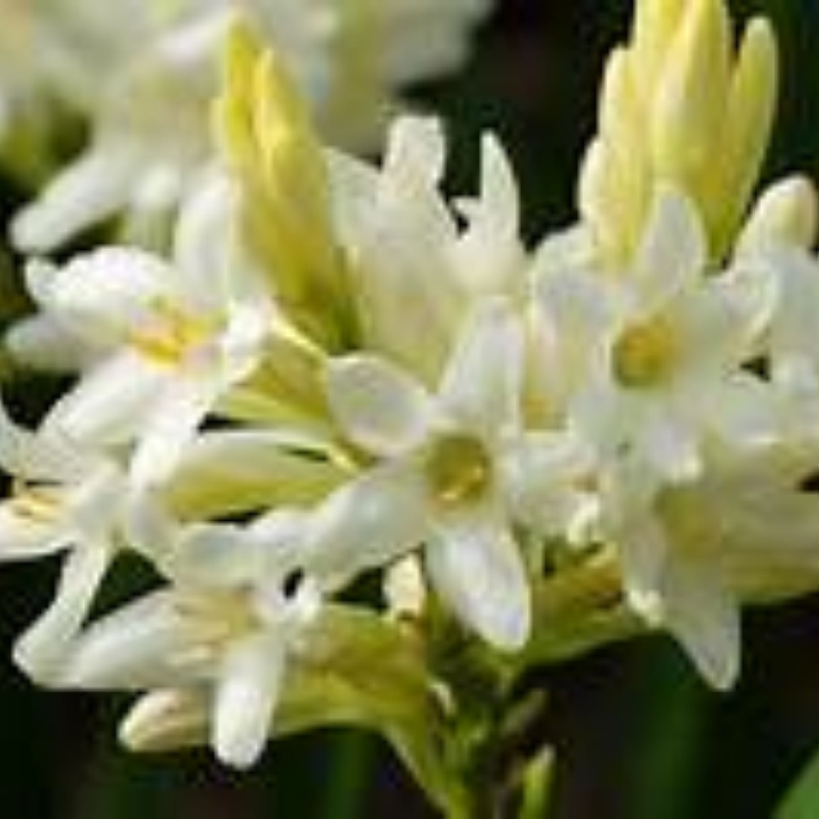 Tuberose Bulbs For Sale,Professional Planting,Tuberose Flower Plant For