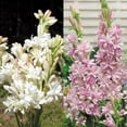 Tuberose Bulbs For Sale,Tuberose Flower Plant,Iridescent,Professional
