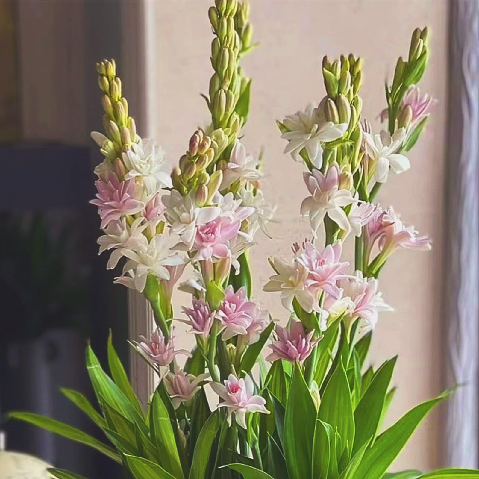 Tuberose Bulbs For Sale,Tuberose Flower Plant,Iridescent,Professional