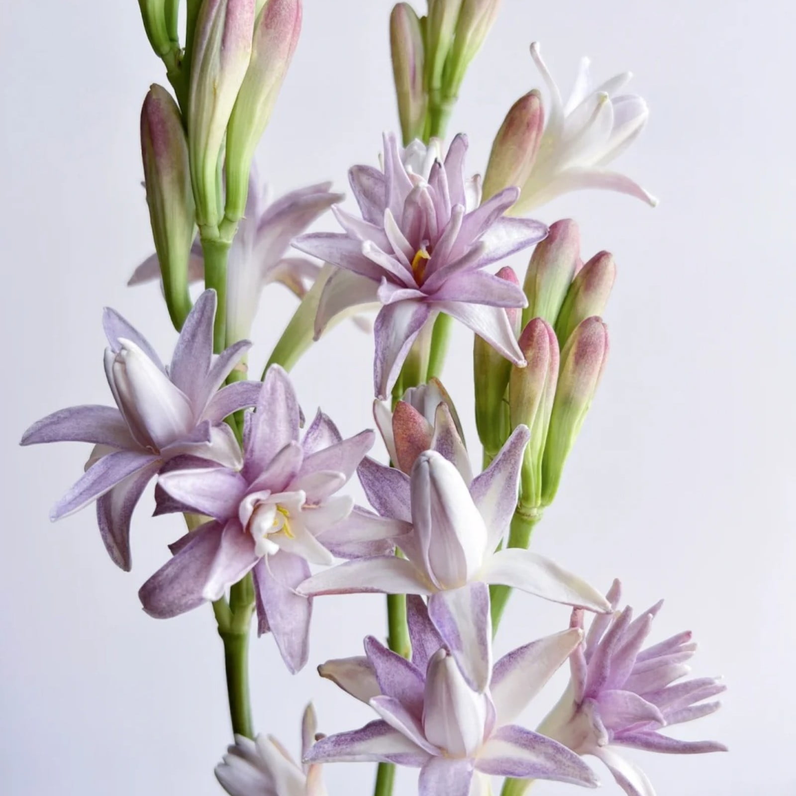 Tuberose Bulbs For Sale,Tuberose Flower Plant For Sale,Iridescent