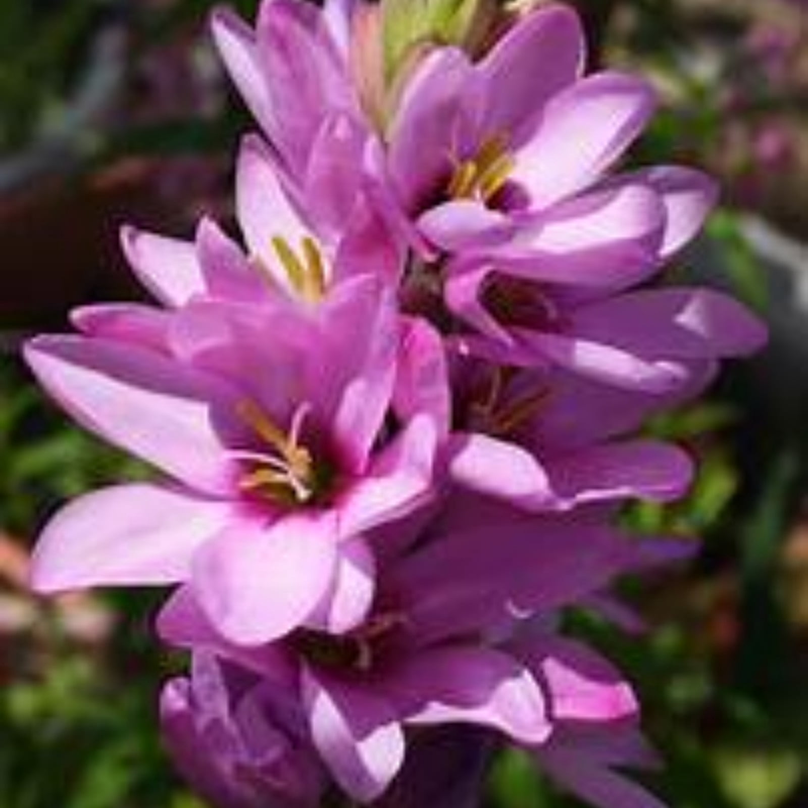 Tuberose Bulbs For Sale,Tuberose Flower Plant For Sale,Iridescent