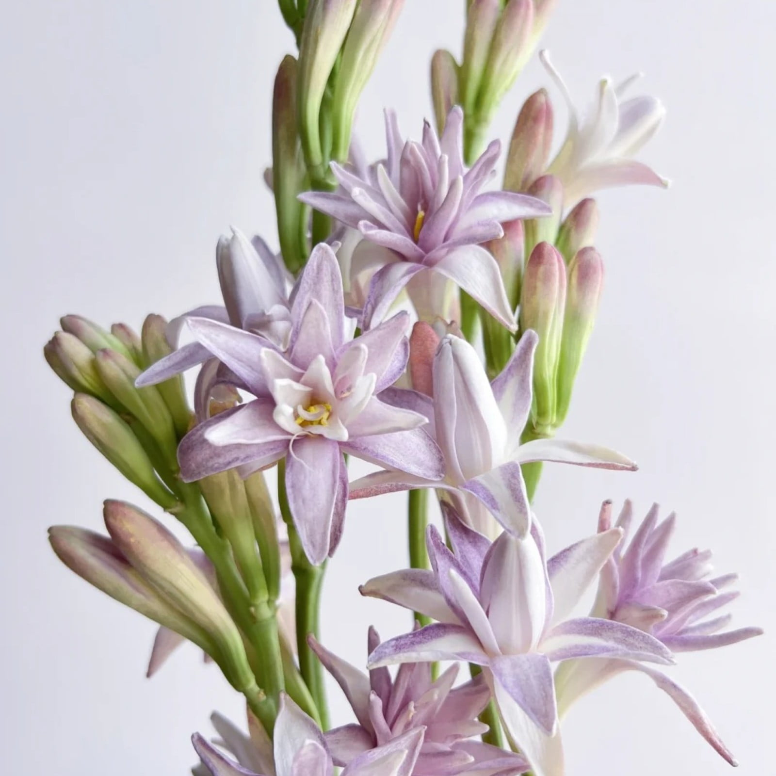 Tuberose Bulbs For Sale,Tuberose Flower Plant For Sale,Professional