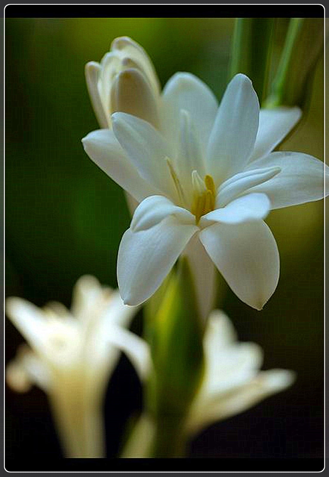 Tuberose Bulbs, Fragrant Garden, Tuberose, Intoxicating Fragrance, Four