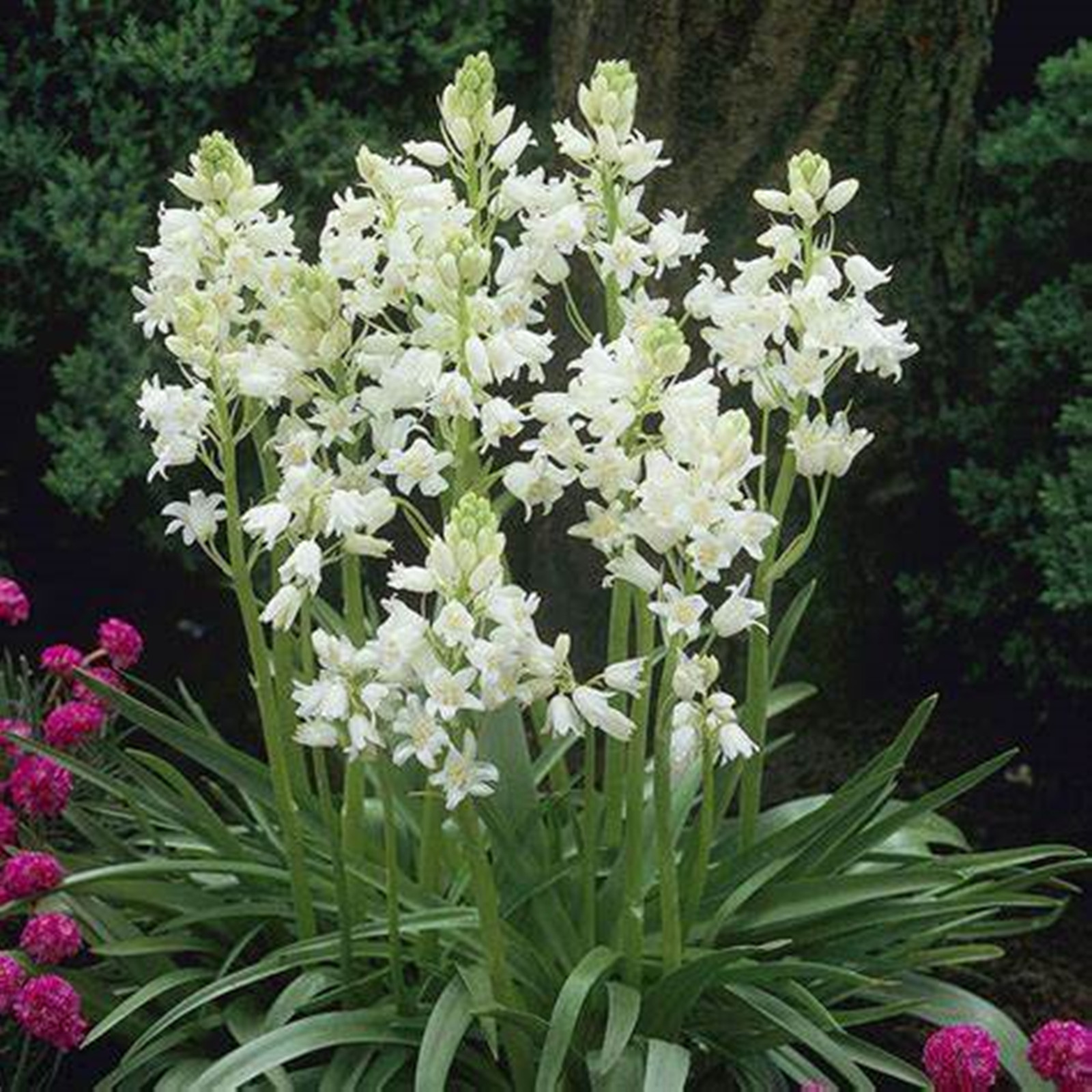 Tuberose Bulbs, Pearly Flowers,Tuberose Flower Intoxicating Fragrance