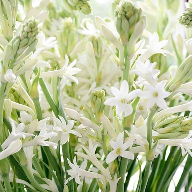 Tuberose Bulbs for Planting Polianthus Fragrant Flowers The Double