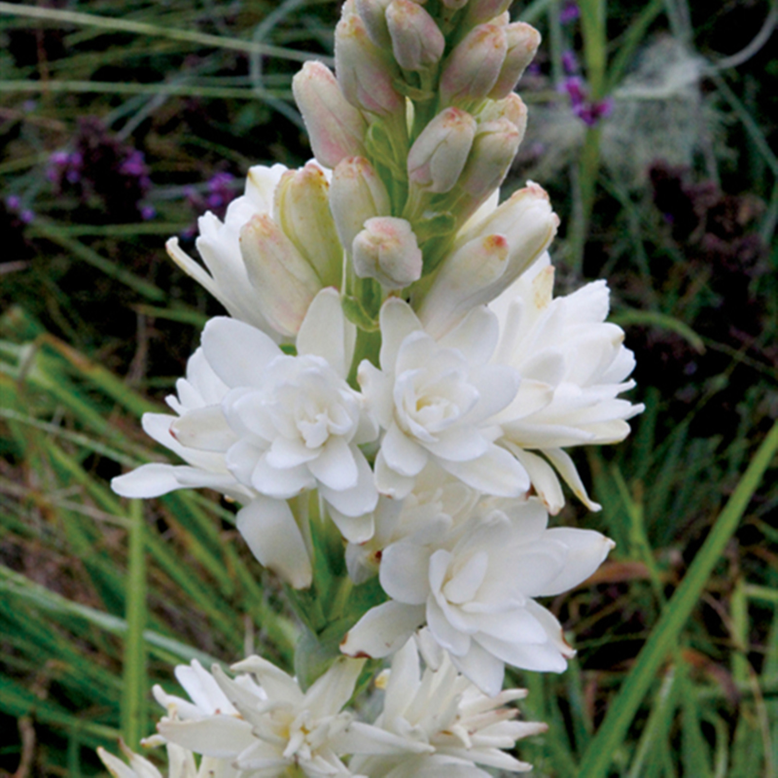 Tuberose Bulbs, Tuberose Plants Can Grow Healthily,Thrive In Fragrant