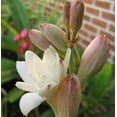 Tuberose Bulbs, Tuberose Plants Can Grow Healthily,Thrive In Fragrant