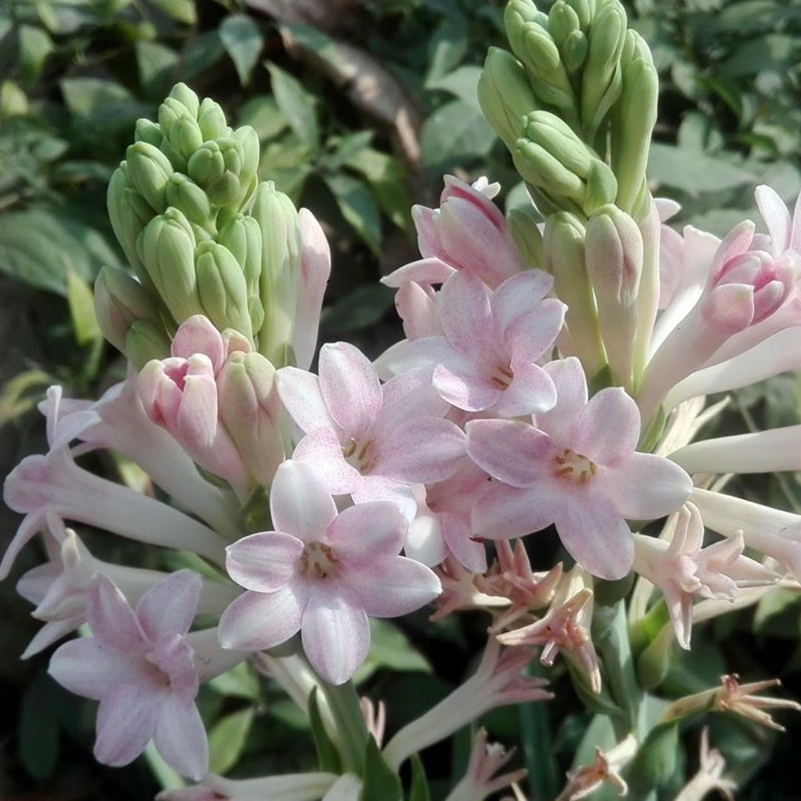 Tuberose Bulbs,Professional Planting,Tuberose Plant Live,Tuberose ...